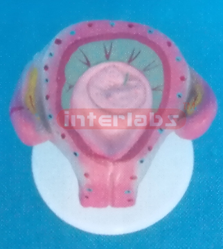 UTERUS WITH EMBRYO (1 MONTH)